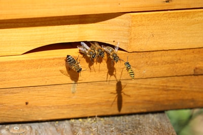 棕色木板上的黑色和棕色蚂蚁